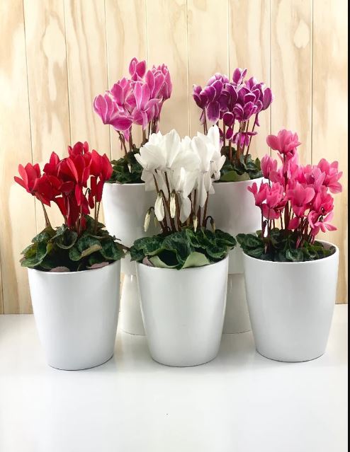 Bayleaves Florist -  Florist Brighton